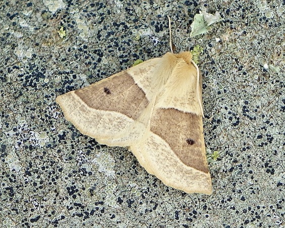 scalloped oak